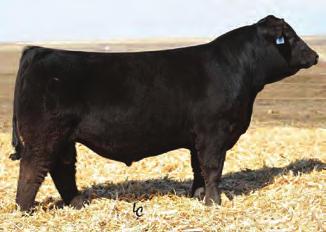Reference Sires CCR COWBOY CUT 5048Z SIRE