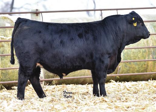2 LOT 5 Tag 016 6 1/2 SM 1/2 AN DOB: 3/23/2017 Black // Polled RITO 707 OF IDEAL 3407 7075 S A V RESOURCE 1441 S A V