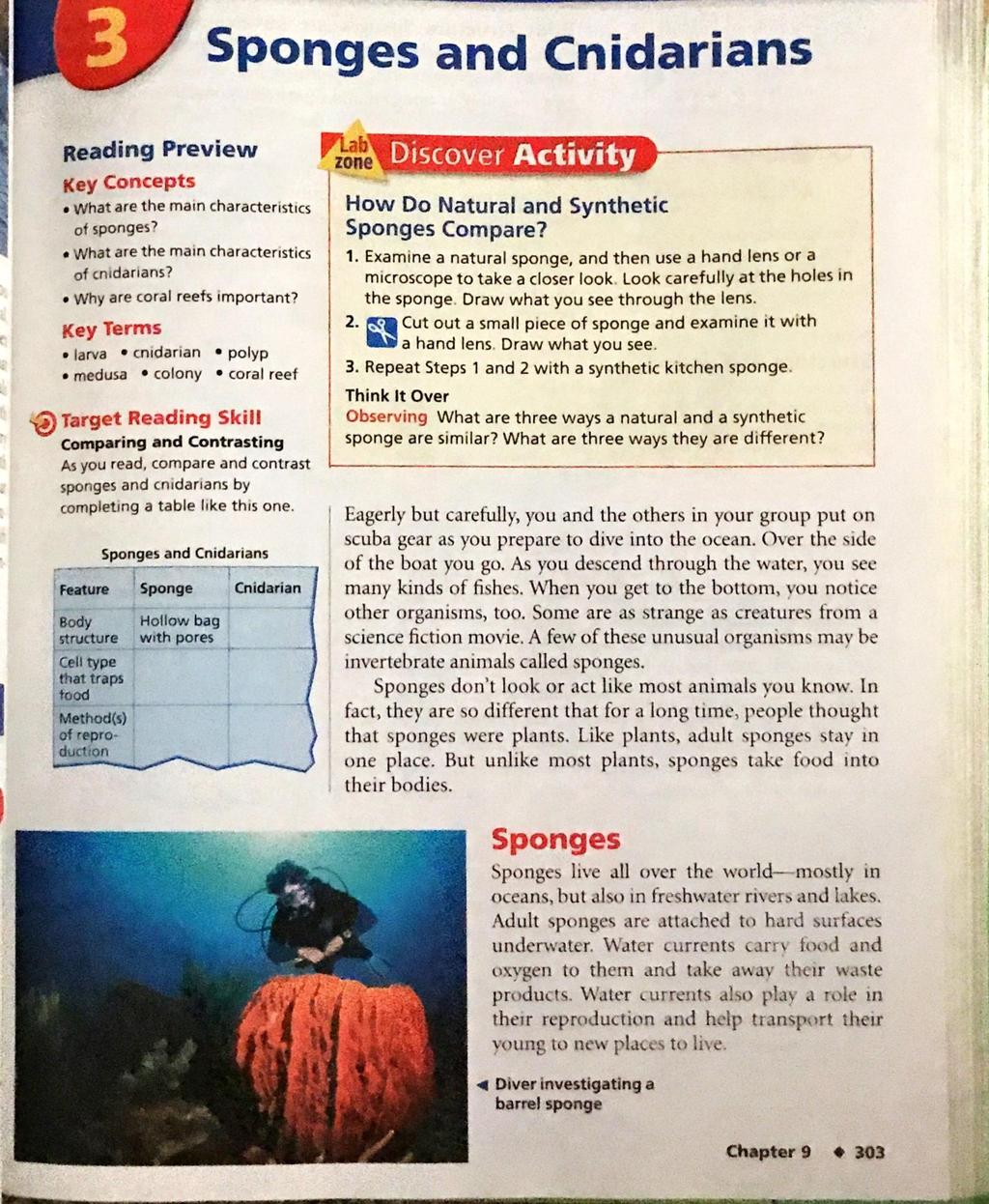 Sponges and Cnidarians Reading Preview Key Concepts What are the main characteristics of sponges? What are the main characteristics of cnidarians? Why are coral reefs important?