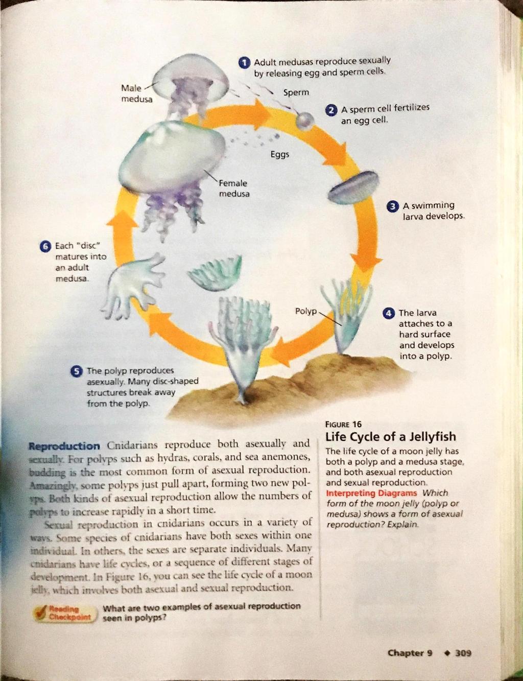 Adult medusas reproduce sexually by releasing egg and sperm cells. medusa Sperm A sperm cell fertilizes an egg cell. Eggs Female medusa O A swimming larva develops.