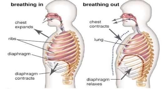 breathing muscles which results in inhalation and relaxation of breathing muscles which results in exhalation.