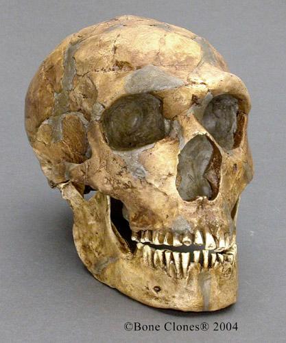 floresiensis neanderthalensis Johann Fuhlrott, 1856 230-30 kya