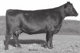 19 GLC Rita Cred 802 002 Sells as LoT 18 Legacy Blackcap 049 Calved: 09/18/2010 Cow: +16901085 Tattoo: 049 Fall Bred Heifers Fall Bred Cows Consigned By: Legacy at Pine Hill, Forest, VA #B/R New