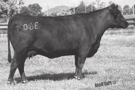 21 Pine Hill Joanie 066 Calved: 10/16/2010 Cow: 16901099 Tattoo: 066 Consigned By: Legacy at Pine Hill, Forest, VA #+ G A R Grid Maker #G D A R Traveler 044 +S A V Bismarck 5682 G A R Precision 2536