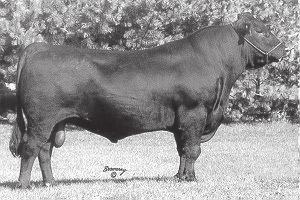 25 Fall Cow Calf Pairs Silverado Blackbird 8491 Calved: 09/11/2008 Cow: 16293431 Tattoo: 8491 Consigned By: Silverado Cattle Co.