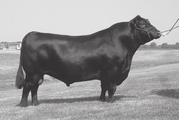With her Marbling, $B, $G, and $QG all in the top ten percent of the breed, 852 continues to show her solid balance between calving ease, growth, and carcass merit. 852 was A.I.