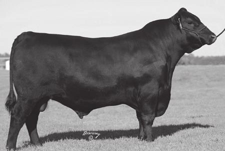 34A Selling 4 Frozen Grade 1 Embryos Embryos W H S Predestined Lass 77T x Connealy Capitalist 028 Consigned By: Shelton Angus, Gretna, VA #S A V Final Answer 0035 #Sitz Traveler 8180 Connealy