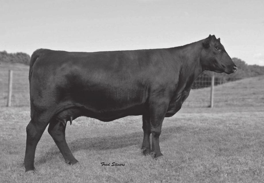 Spring Bred Cows Sugar Loaf Forever Lady K107 Dam of Lot 8 8 Sugar Loaf Forever Lady T084 Calved: 03/03/2007 Cow: +15778454 Tattoo: T084 Consigned By: WRB Angus, Fork Union, VA #Rito 6I6 of 4B20 6807