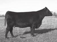54 Here is a rare opportunity to purchase a direct daughter of the $40,000 Sugar Loaf Forever Lady K107 who is in the books as one of the most productive donors in the history of Sugar Loaf Farms.