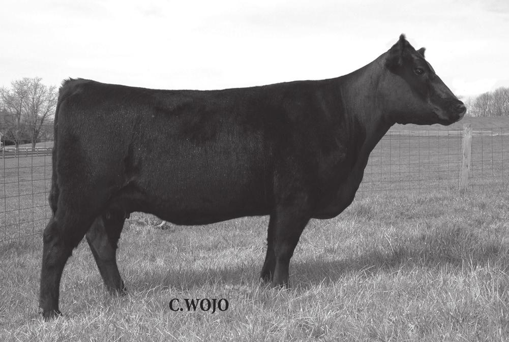 Spring Cow Calf Pairs 11 FCC Bandy Z02 Calved: 01/02/2010 Cow: 16813684 Tattoo: Z02 Consigned By: Poor House Angus, Upperville, VA #S A V Final Answer 0035 #Sitz Traveler 8180 S A V Pioneer 7301 S A