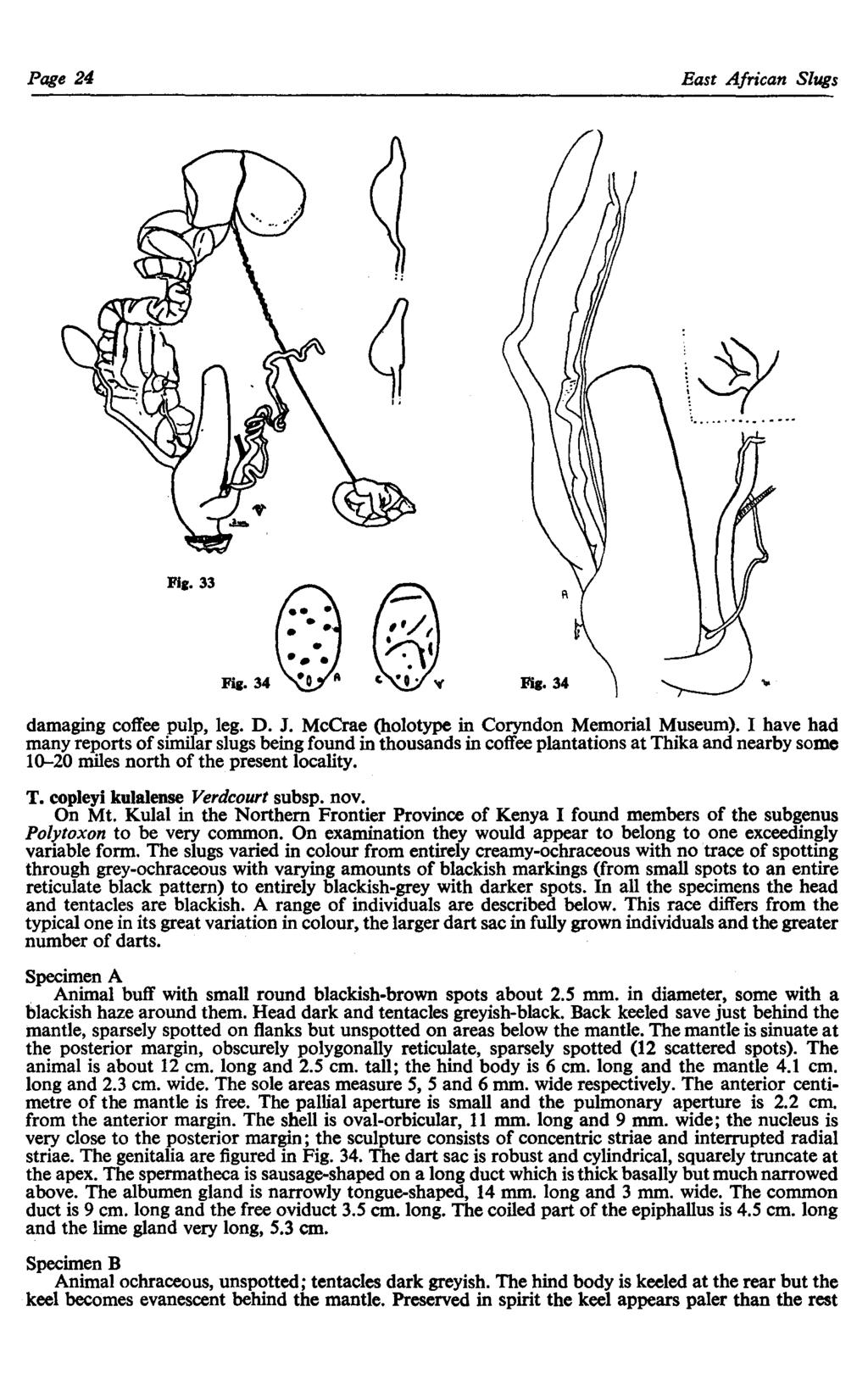 Page 24 East African Slugs Fie. 33 Fie. 34 damaging coffee pulp, leg. D. J. McCrae (holotype in Coryndon Memorial Museum).