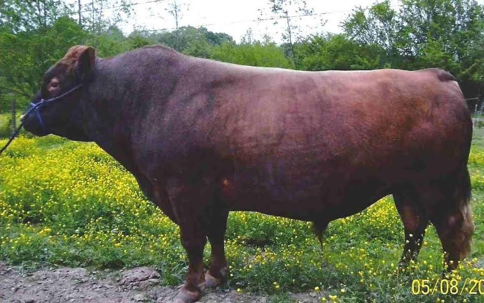 She carries red on her sire's side, Wieringa's Elvis, who is a past two-time ADCA Grand Champion Bull. Her dam is a former Grand and Reserve ADCA Champion cow that is classified as a 93 Excellent.