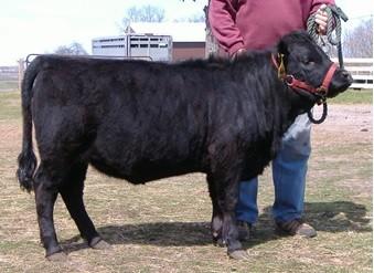 Her sire, Wieringa s Huey NS, is the 2013 ADCA Grand Champion Bull. She will be shown in the Senior Heifer Class at this year s AGM.