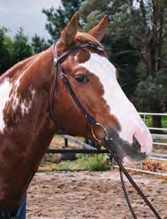 The upper part of the reins has matching triangle work for a smarter appearance.