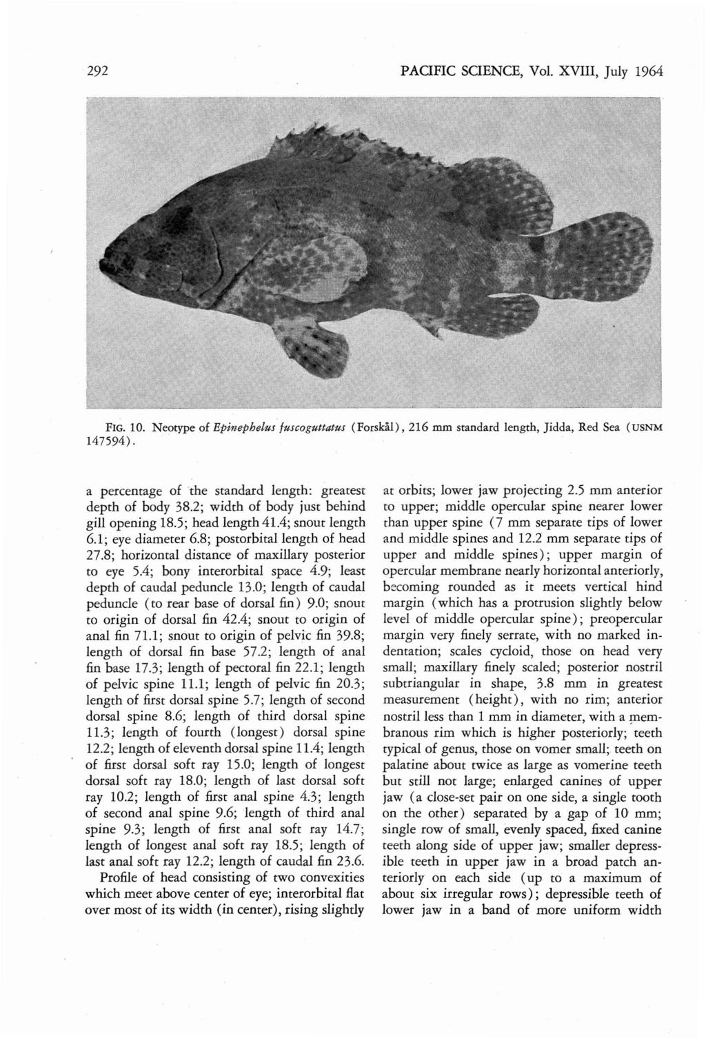 292 PAOFIC SOENCE, Vol. XVIII, July 1964 FIG. 10. Neotype of Epinephelus fuscoguttatus ( Forskal ), 216 mm srandard Iengrh, J idda, Red Sea (USNM 147594).