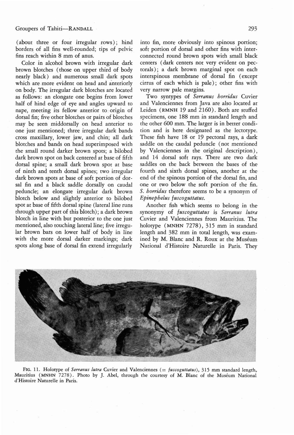 Groupers of Tahiti-RANDALL ( about thr ee or four irregular rows ) ; hind borders of all fins well-rounded; tips of pelvic fins reach within 8 mm of anus.