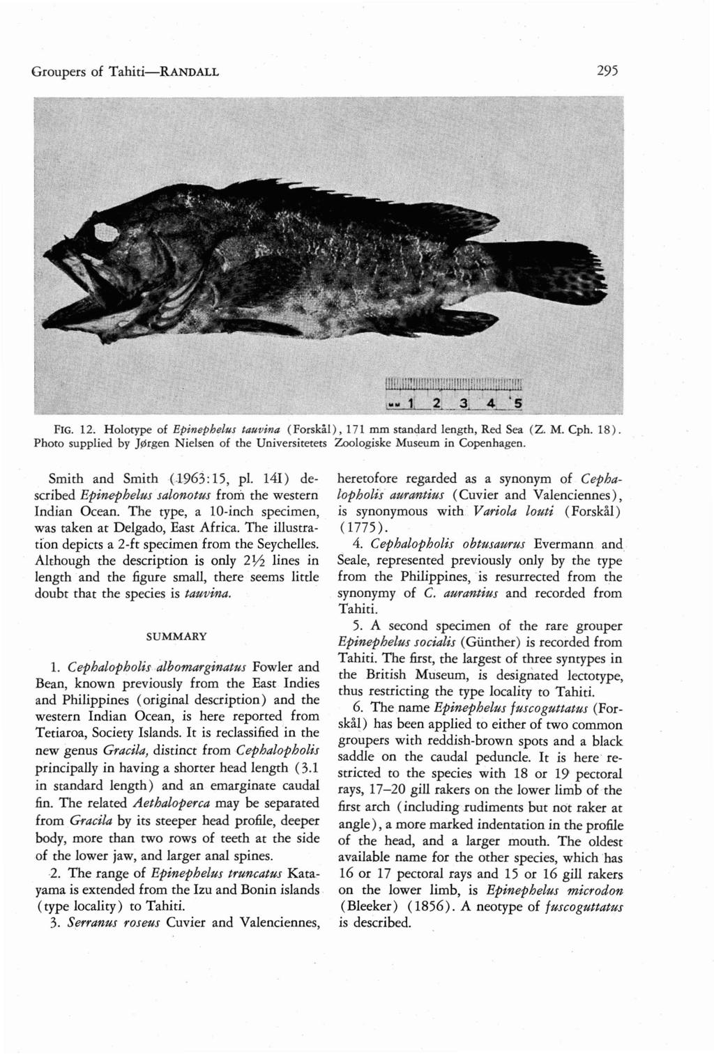 Groupers of Tahiti-RANDALL 295 FIG. 12. Holorype of Epinephelus tauvina (Forskal ), 171 mm standard length, Red Sea (Z. M. Cph. 18 ).