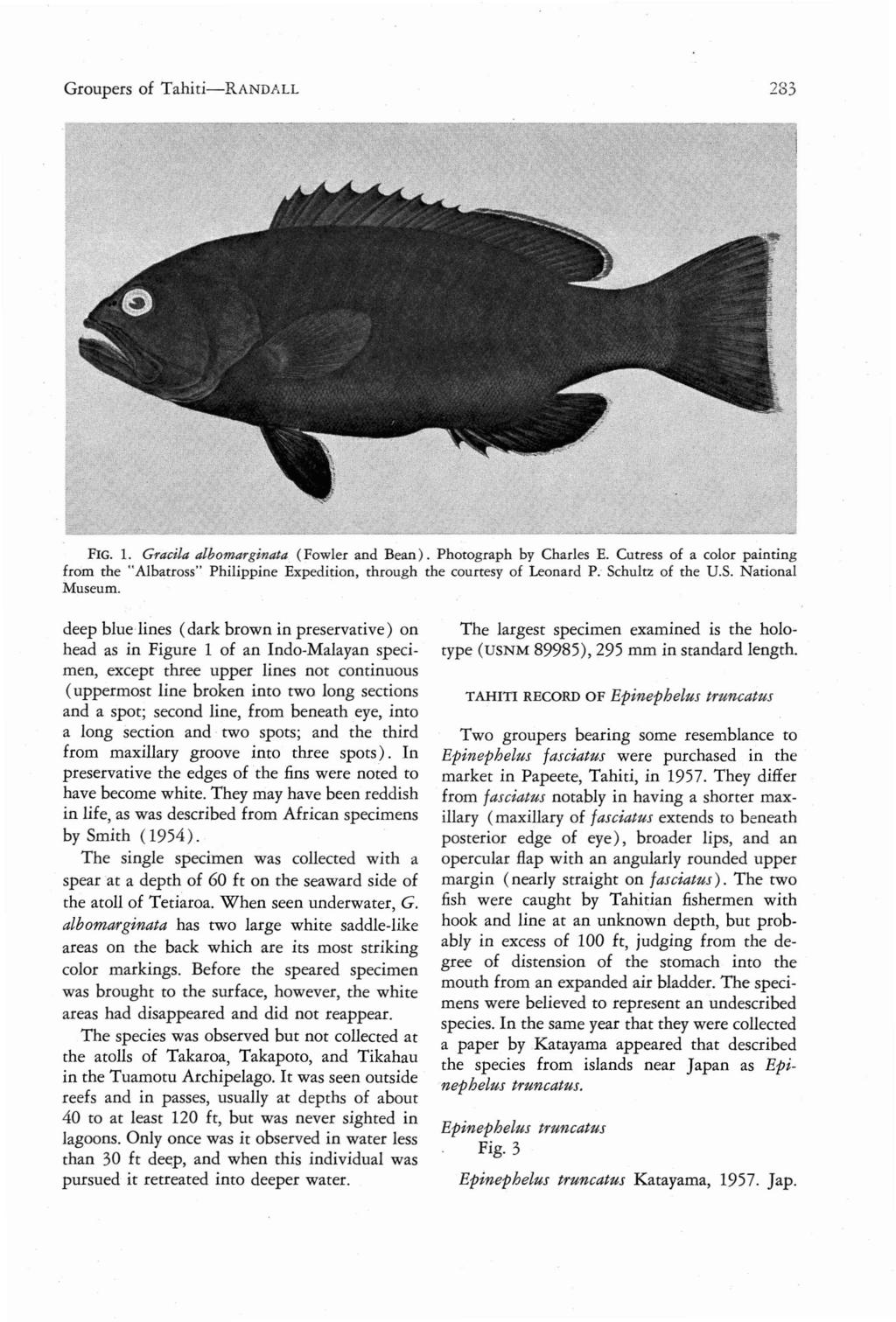 Group ers of Tahiti-RAND/.LL?o.., _ 0 ) FIG. 1. Gracila albomarginata. ( Fowler and Bean ). Ph otograph by Charles E.
