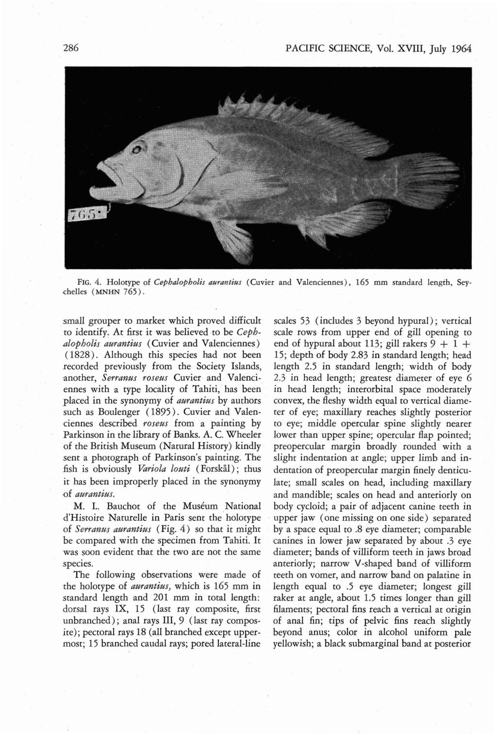 286 PACIFIC SCIENCE, Vol. XVIII, July 1964 FIG. 4. Holorype of Cepbalopbolis aurantiu s ( Cuvier and Valenciennes ), 165 mm standard length, Seychelles ( MN HN 765 ).