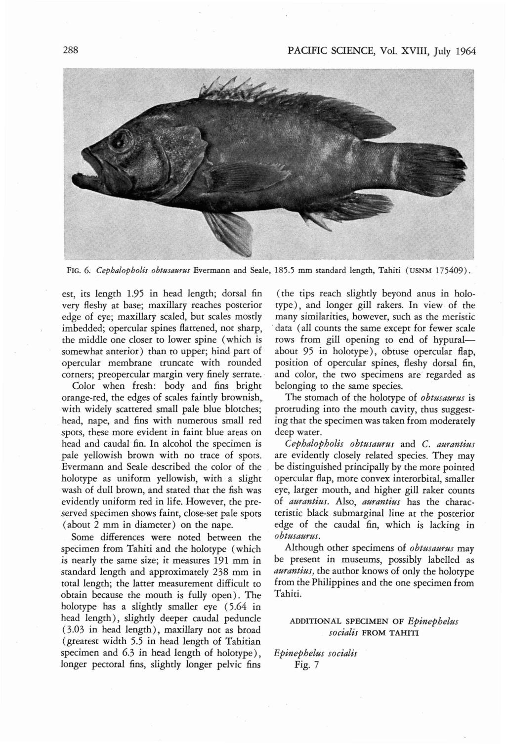 288 PAOFIC SOENCE, Vol. XVIII, July 1964 FIG. 6. Cepbalopb olis obtusaurus Evermann and Seale, 185.5 mm standard lengrh, Tahiti (USN M 17540 9 ). est, its length 1.