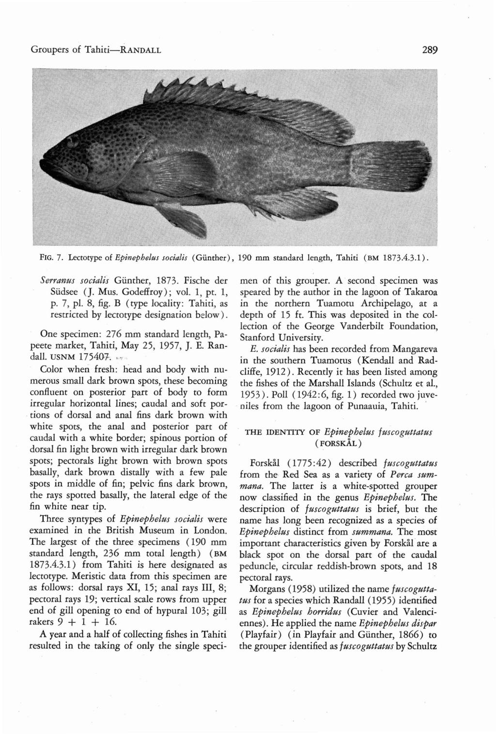 Groupers of Tahiti-RANDALL 289 FIG. 7. Lectotype of Epinephelus socialis (Gunther ), 190 mm standard length, Tahiti (B M 1873.4.3.1). Serranus socialis Giinther, 1873. Fische der Siidsee (J. Mus.