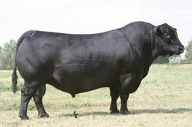 The Pursuit of Excellence Black Angus Bulls S A V Final Answer 0035 Sire of Lot 21 You can t have enough SAV Final Answer in your program.