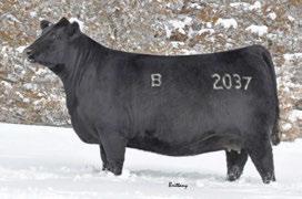 The Pursuit of Excellence Black Angus Bulls 23 BLAIR S Resource 722D BBC 722D 6 Feb 2016 1973721 R R RITO 707 RITO 707 OF IDEAL 3407 7075 IDEAL 3407 OF 1418 076 S A V RESOURCE 1441 S A V 8180