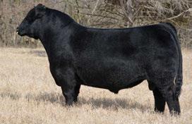 A paternal sister sold to Glen Gabel in the Genetic Focus 17 sale for $10,000.