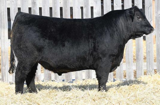 The Pursuit of Excellence Black Angus Bulls CCCJ 27E 8 Mar 2017 1969956 act BW: 78 aww: 729 51 CCCJ Falcon 27E CONNEALY CONSENSUS 7229 RING CREEK BIG PAYOUT 41Z LADY OF RING CREEK 10W JCC PREFERRED