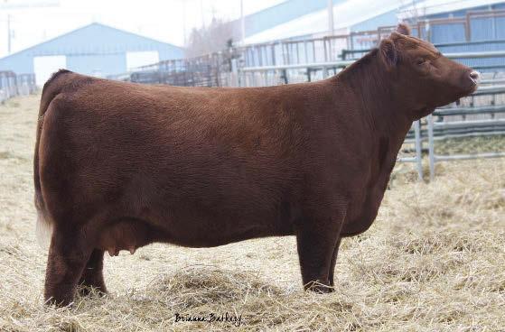 The Pursuit of Excellence RED Angus Bulls Lot 54 54 RED BLAIR S Kargo 562D BBC 562D 28 Feb 2016 1946719 RED COMPASS KARGO 83K RED RINGSTEAD KARGO 107M RED GET-A-LONG MRS.