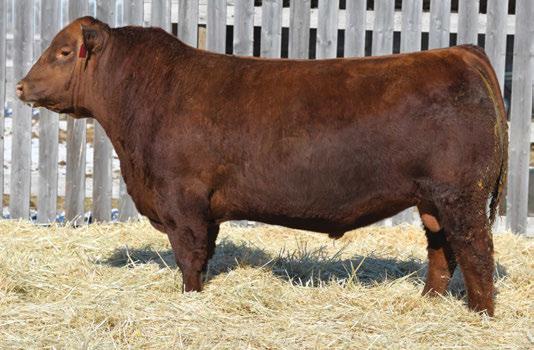The Pursuit of Excellence Red Angus Bulls 55 RED BLAIR S Kargo 554D BBC 554D 27 Feb 2016 1929515 RED COMPASS KARGO 83K RED RINGSTEAD KARGO 107M RED GET-A-LONG MRS.