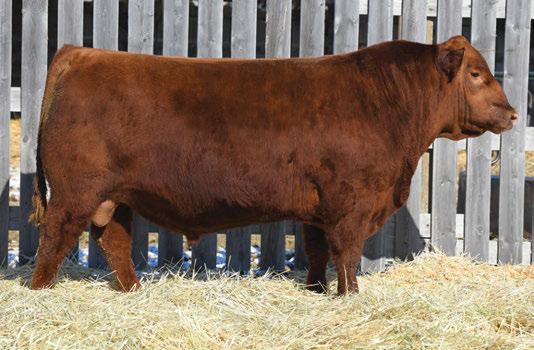 The Pursuit of Excellence RED Angus Bulls 58 RED BLAIR S Signature 582D Lot 58 Lot 59 RED BLAIR S Kargo 596D BBC 582D 8 Mar 2016 Applied For BBC 596D 15 Mar 2016 1946722 59 RED SIX MILE GRAND SLAM