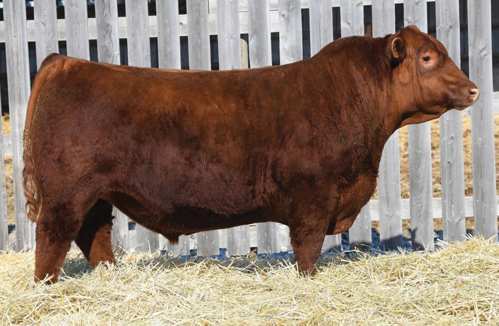 The Pursuit of Excellence Red Angus Bulls Lot 60 60 RED BLAIR S Bingo 556D BBC 556D 27 Feb 2016 1935736 RED RINGSTEAD
