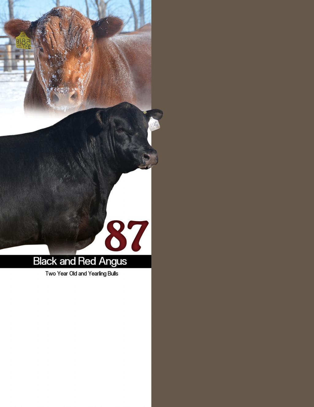 Welcome to the Blairs.Ag 2018 Pursuit of Excellence bull sale - April 3, 2018-1:00 PM Jackson Cattle Co.