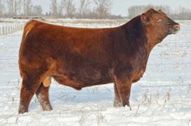 The Pursuit of Excellence Red Angus Bulls The next four bulls are all full siblings to the $76,500 USD Red Blair s Pure Power 2B that sold in the Mile High Sale in Denver in 2015.