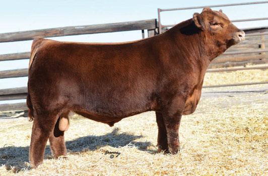 The Pursuit of Excellence Red Angus Bulls Lot 68 67 RED BLAIR S Power Eye 739D BBC 739D 25 Mar 2016 1953846 68 RED BLAIR S Iron Hide 588D BBC 588D 9 Mar 2016 1953830 RED BAR-E-L RIBEYE 103R RED
