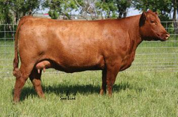 A 7R x Prowler son sold to Mar Mac and has raised many bulls for them in their sale. Longevity and maternal strength in BBC 42D. Owned with Rob Saik.