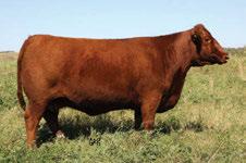 The Pursuit of Excellence Red Angus Bulls Faith 8L Dam of Lot 73 Faith 74Y Maternal sister to Lot 73 The Faith 8L cow has raised the CWA and Farm Fair Reserve Champion female and a $14,000 Integrity