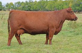 The Pursuit of Excellence RED Angus Bulls 75 RED BLAIR S Venture 52D BBC 52D 10 Apr 2016 1929002 RED MRLA TILT 80Z RED MRLA VENTURE 26B RED MRLA MISS 588U RED BRYLOR WEST JET 69W RED SSS NELLIE 102Y