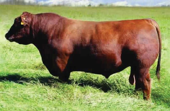 The Pursuit of Excellence Red Angus Bulls 78 RED BLAIR S Ambush 107D BBC 107D 13 May 2016 1931724 RED FLYING K AMBUSH 121U RED SSS AMBUSH 771X RED SSS JOE 369S RED BLAIR S DAYTONA 116U RED BLAIR S