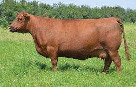 ROXIE 73M 105 784 This pedigree is stacked with maybe some of the best maternal genetics in the land. Ambush 771X has left beautiful females.