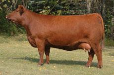 VALENTINE 3M RED FINE LINE MULBERRY 26P RED VARA MARTA 103J 80 610 87 660 Red Six Mile Signature 295B Sire of Lots 82-84 The Marta 42Y has as