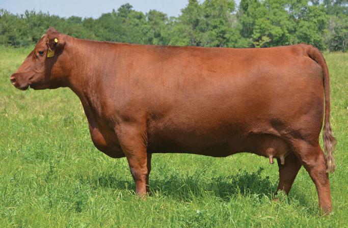 The Pursuit of Excellence Red Angus Bulls Red Six Mile Signature 295B Sire of Lots 82-84 The 169Y cow from Brylor s is a favorite of mine.