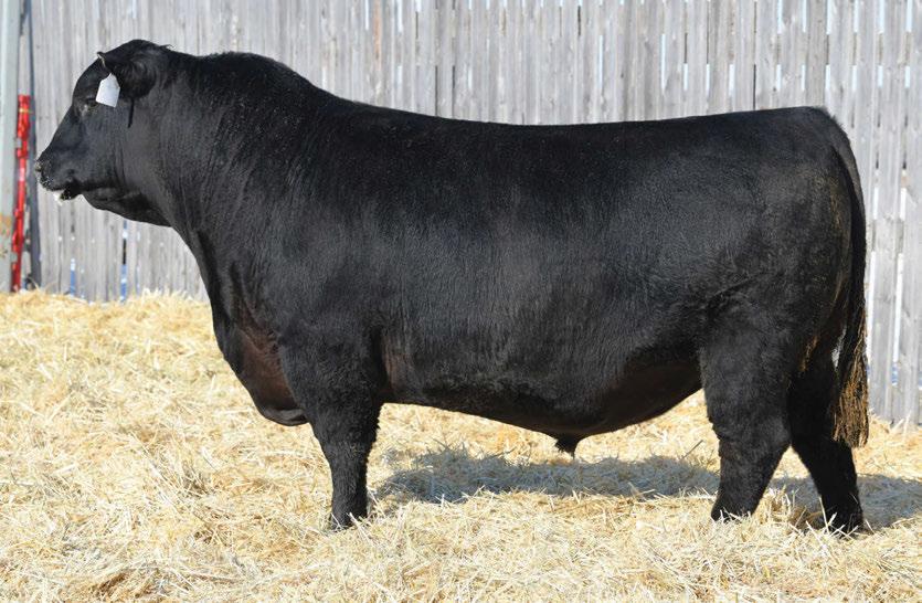 The Pursuit of Excellence Black Angus Bulls Te Mania Quantum 09 490 Sire of Lots 8 & 9 Norseman Eula 11 05 Dam of Lot 8 11R was a donor feature in the Genetic Focus 16 Female Sale to Midnight Oil