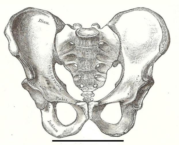 17 Figure 3.3: Man pelvis [16] In case of a saddle pointing upwards, the cyclist runs the risk of numbing certain parts of his body.