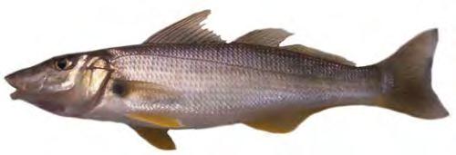 When: Bream are available throughout the year, although the better catches are made from early summer, through autumn and into early winter.