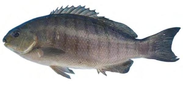 Luderick Luderick, previously known as Blackfish, Black Bream, and Parore (NZ) Predominantly herbivorous Luderick are often muddier in flavour than those from open water.