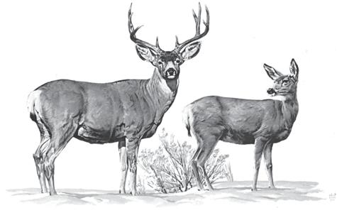 Antelope, Deer and Elk Identification Guide for Antelope, Deer and Elk Identification Guides Antelope Mule deer Rope-like white tail with black