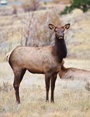 License by drawing only; General Elk License (archery only) Aug 15 Feb 15* HD 290 and 298 OTC B License Aug 15 Feb 15 HD 291 B License by drawing only Aug 15 Feb 15 HD 292 B License by drawing only