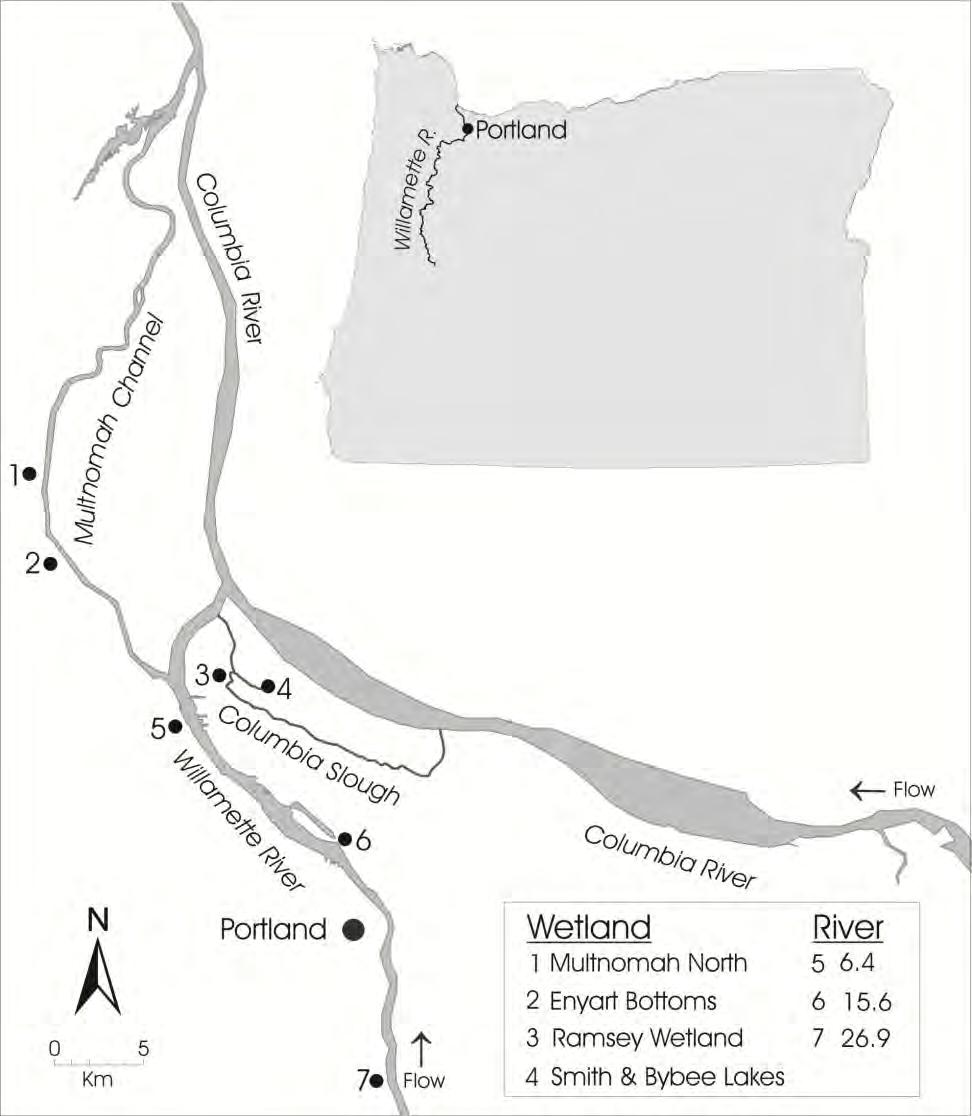Chinook fry stock and origin DU and ODFW observe Chinook fry in Willamette R.